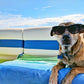 🐶🐱Summer pet cooling mat with non-toxic self-cooling gel